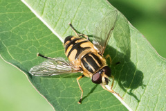 Helophilus neoaffinis