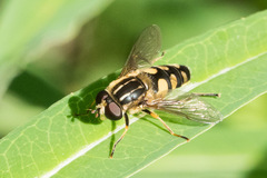 Helophilus obscurus