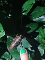 Nesoecia nigrispina