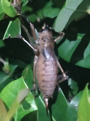 Nesoecia nigrispina