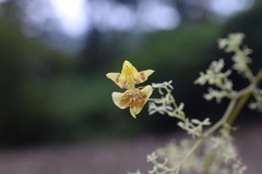 Oncidium heteranthum