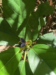 Leptodialepis bipartitus