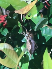 Nesoecia nigrispina