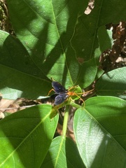 Leptodialepis bipartitus