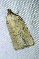 Meritastis