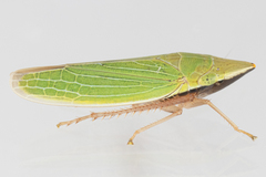 Draeculacephala antica