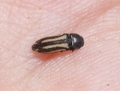 Acmaeodera quadrivittata