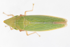 Draeculacephala antica