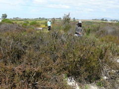 Leucadendron levisanus