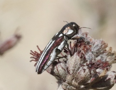 Agrilus blandus