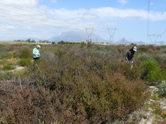 Leucadendron levisanus
