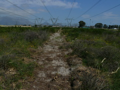Leucadendron levisanus