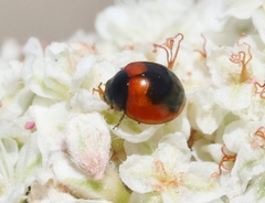 Exochomus subrotundus