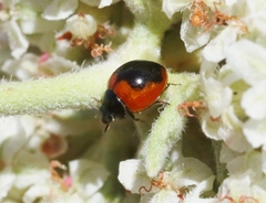 Exochomus subrotundus