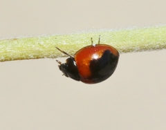 Exochomus subrotundus