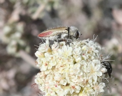 Acmaeodera aurora