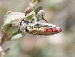 Acmaeodera aurora