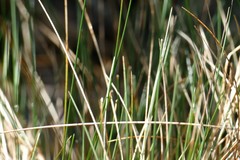 Rytidosperma setifolium