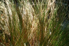 Rytidosperma setifolium