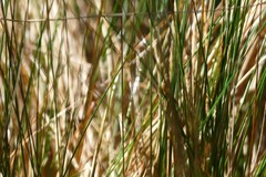 Rytidosperma setifolium