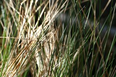 Rytidosperma setifolium