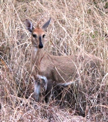 Sylvicapra grimmia caffra