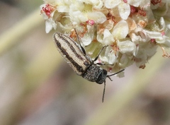 Anambodera santarosae