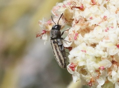 Anambodera santarosae