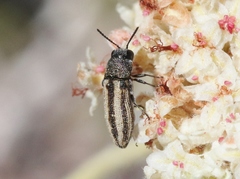 Anambodera santarosae