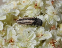 Anambodera santarosae