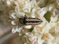 Anambodera santarosae