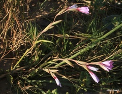 Gladiolus gueinzii