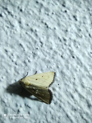 Marimatha nigrofimbria