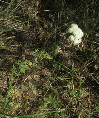 Kadenia dubia
