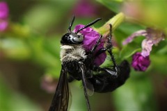 Campsomeriella collaris