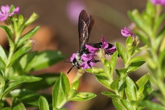 Campsomeriella collaris
