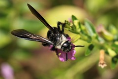 Campsomeriella collaris