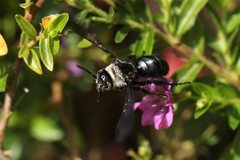 Campsomeriella collaris