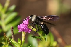 Campsomeriella collaris