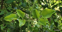 Jasminum angulare