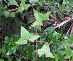 Senecio macroglossus