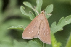 Diastictis