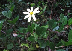 Senecio macroglossus