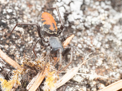 Castianeira walsinghami