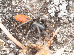 Castianeira walsinghami