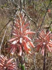 Aloe greatheadii davyana