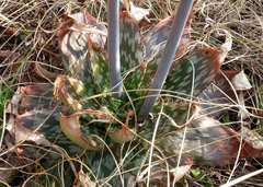 Aloe greatheadii davyana