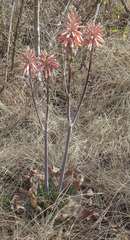 Aloe greatheadii davyana