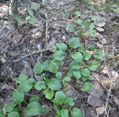Pyrola rotundifolia