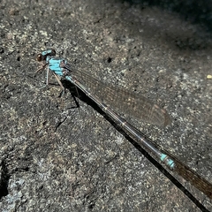 Argia funcki